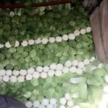 白菜