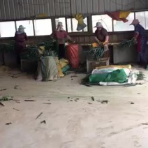 福建冷库有货净葱，可来电咨询