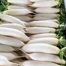 白萝卜
