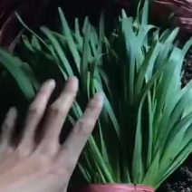 汉中韭菜！根粗，叶挺，叶绿，可以代发全国各地！