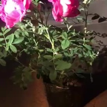 四季玫瑰四季玫瑰苗地栽二年苗提供发票