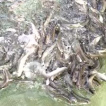 雅鱼，中华鲟，加州鲈鱼鱼苗，大量上市，欢迎联系