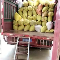 水稻