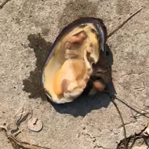 大河蚌