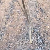 核桃苗150~200cm二年苗