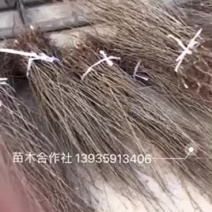 钙果苗欧李农大超欧紫冠结果鲜食补钙大田盆栽种子果树苗