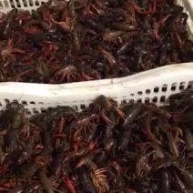 龙虾4.5.6硬规格