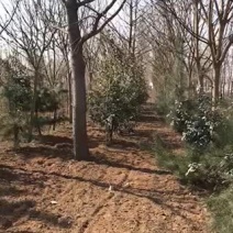 精品国槐欢迎大家光临选购