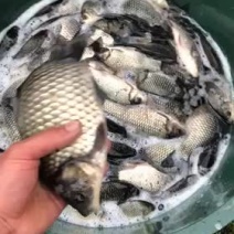 彭泽鲫鱼
