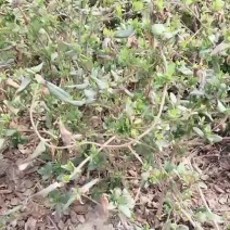优质金银花苗