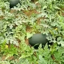 黑美人