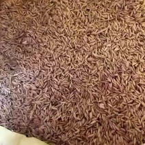 稻谷