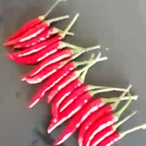 小米椒朝天椒