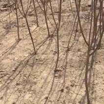 2公分李子树基地种植大量供应欢迎考察参观对接批发商
