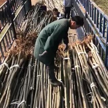 栾树3-4公分。小苗。量大。价格实惠。湖北货源。欢迎咨询