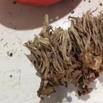 古田茶树菇剪根餐馆**品一件30斤包邮
