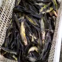 水产，黄颡鱼.质量一流可以下池