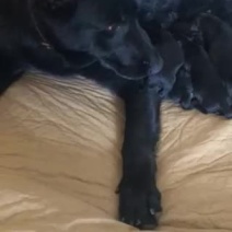 东德牧羊犬幼崽预定