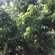 大樱桃