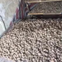 藏红花种球
