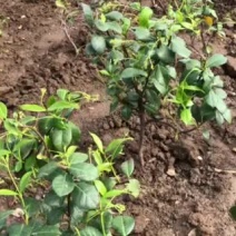 大苗风车茉莉银丝茉莉盘龙桂