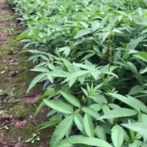 江津九叶青花椒苗杯苗