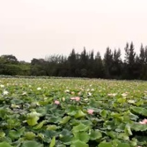 青莲蓬大量新鲜水果莲蓬发货，嫩莲蓬原产地供货