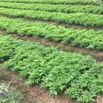 本公司长期销售苏木苗和苏木成品，欢迎光临