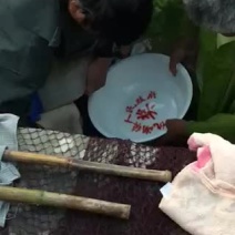 花白鲢鱼草鱼鳊鱼水花开始供货