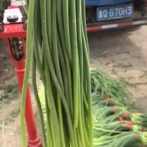 蒜苔兰陵县