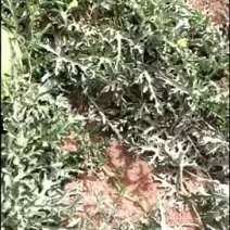 新疆西瓜，金城，安农等品种！地头装车，订购采摘！
