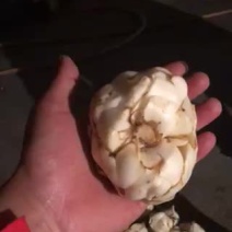 单头食用甜百合