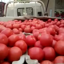 冷棚西红柿🍅大量下来了……要的联系