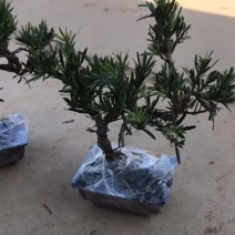 造型罗汉松盆景含盆包邮