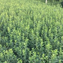 大叶黄杨30-40公分