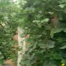 西周密