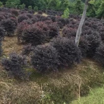 红花继木苗木生产基地，有杯苗，桶苗，地栽苗等，剩下的就是