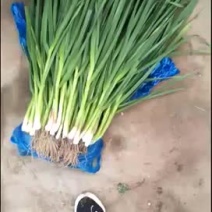 大量出售青蒜苗