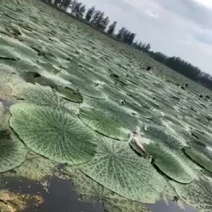 鸡头米，鲜苏芡