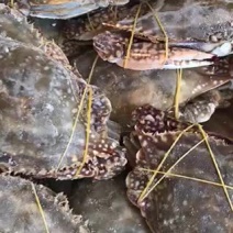单冻三点带黄梭子蟹本地海捕视频看货质量保障等您来电