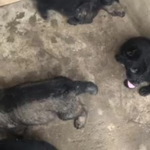 东德牧羊犬出售