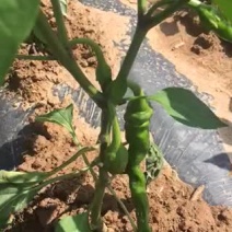 螺丝椒预售中