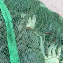 六月黄