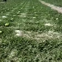 金花一号，产地直销，10斤打底，收车免代办费
