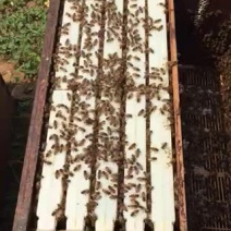 蜂巢蜜1斤荆条花巢蜜