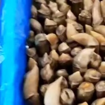 蛏王竹节蛏鲜活竹蛏王海鲜水产双头蛏贝类无沙蛏子王竹