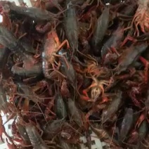 龙虾