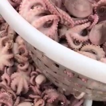 半熟八爪鱼新鲜冷冻鲜活海鲜水产迷你爆头熟冻章鱼火锅食材