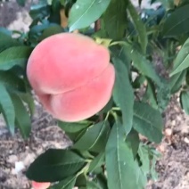 毛桃美脆