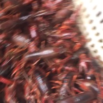 龙虾，各种规格都有
